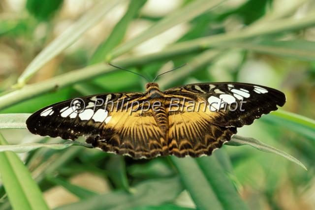 parthenos sylvia.JPG - Parthenos sylviaClipperLepidoptera, NymphalidaeOrigine : MalaisieSerre à papillonsFrance
